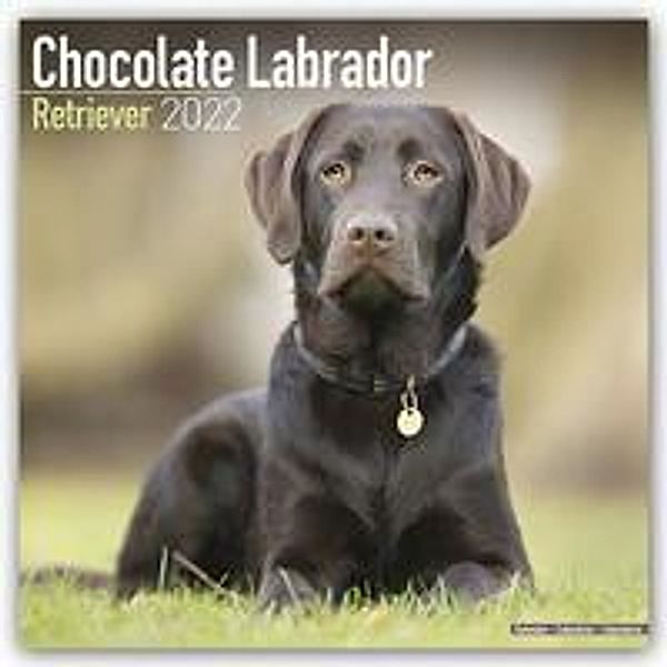 Chocolate Labrador Retriever - Brauner Labrador 2022 - 16-Monatskalender, Avonsisde Publishing Ltd