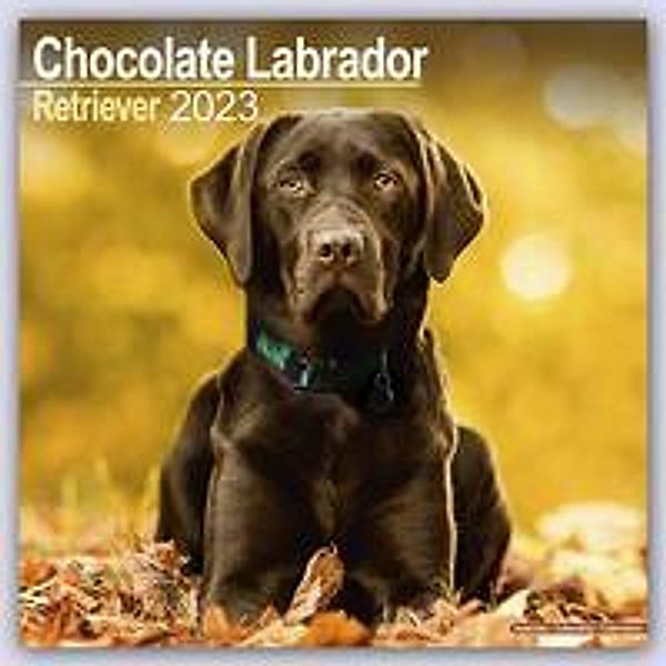 Chocolate Labrador Retriever - Brauner Labrador 2023 - 16-Monatskalender, Avonsisde Publishing Ltd
