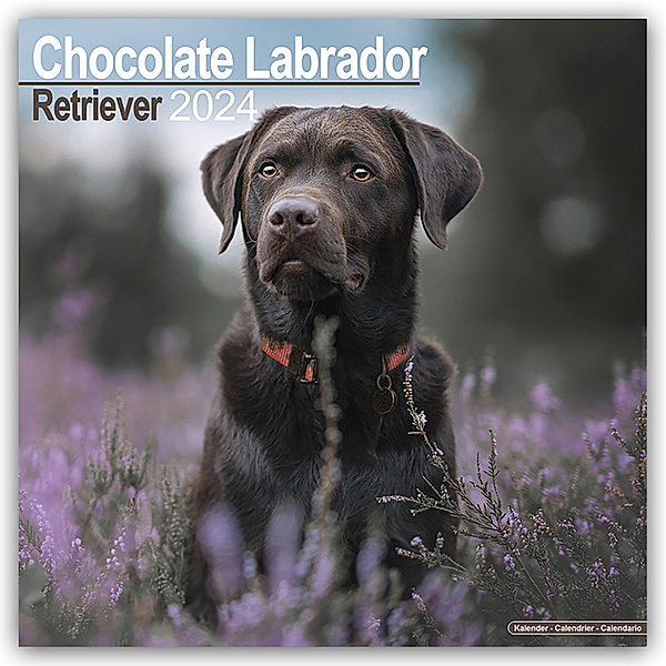 Chocolate Labrador Retriever - Brauner Labrador 2024 - 16-Monatskalender, Avonsisde Publishing Ltd