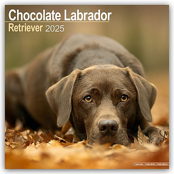 Chocolate Labrador Retriever - Brauner Labrador 2025 - 16-Monatskalender, Avonsisde Publishing Ltd