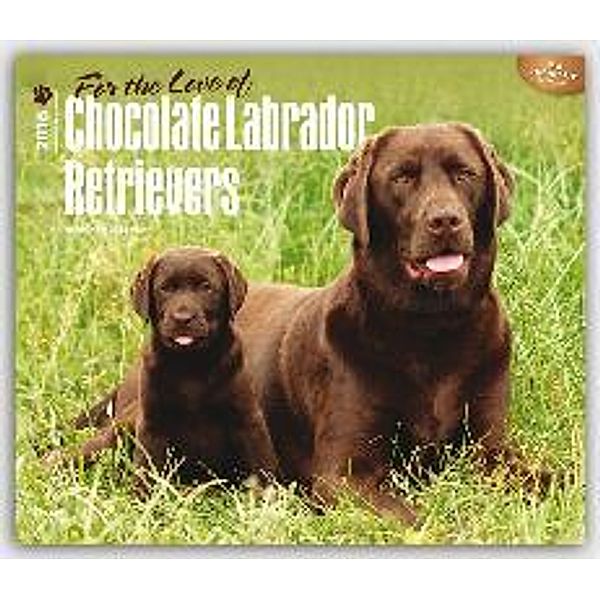 Chocolate Labrador Retriever For the love of 2016