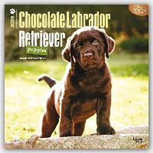 Chocolate Labrador Retriever Puppies 2016