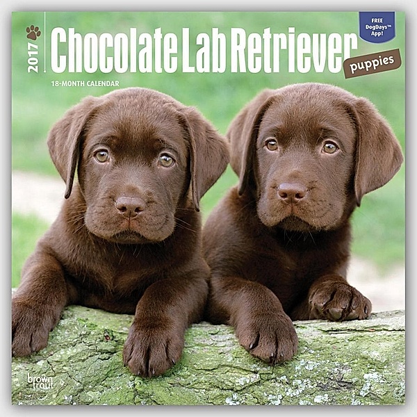 Chocolate Labrador Retriever Puppies 2017