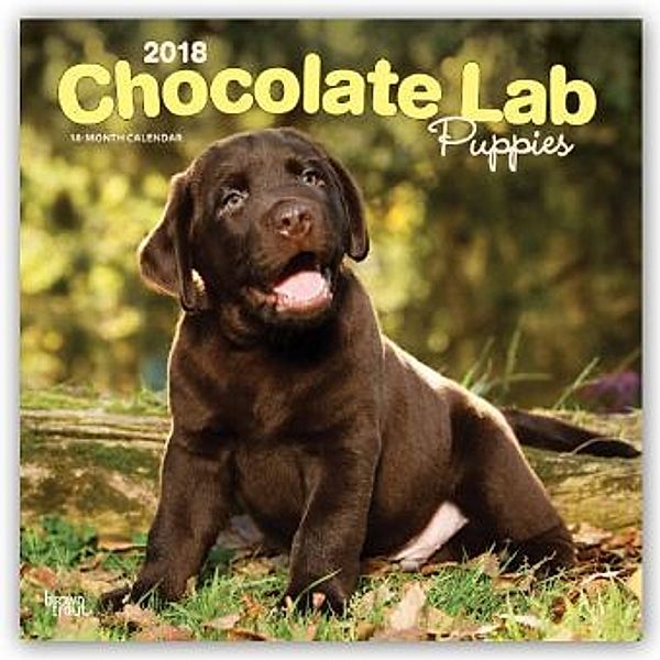 Chocolate Labrador Retriever Puppies - Braune Labradorwelpen 2018 - 18-Monatskalender mit freier DogDays-App, BrownTrout Publisher