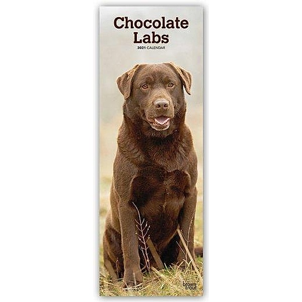 Chocolate Labrador Retriever - Schokoladenfarbene Labrador Retriever 2021, BrownTrout Publishers