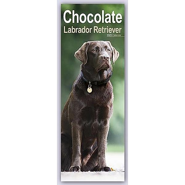 Chocolate Labrador Retriever - Schokoladenfarbene Labrador R