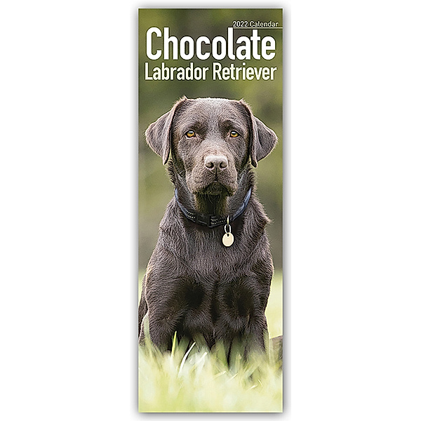 Chocolate Labrador Retriever - Schokoladenfarbene Labrador Retriever 2022, Avonside Publisher Ltd
