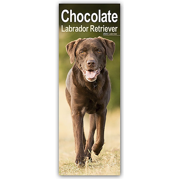 Chocolate Labrador Retriever - Schokoladenfarbene Labrador Retriever 2024, Avonside Publisher Ltd