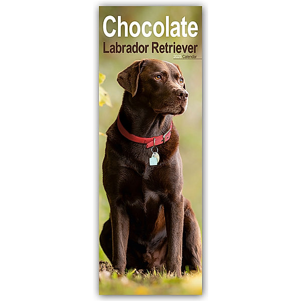 Chocolate Labrador Retriever - Schokoladenfarbener Labrador Retriever 2025, Avonside Publisher Ltd