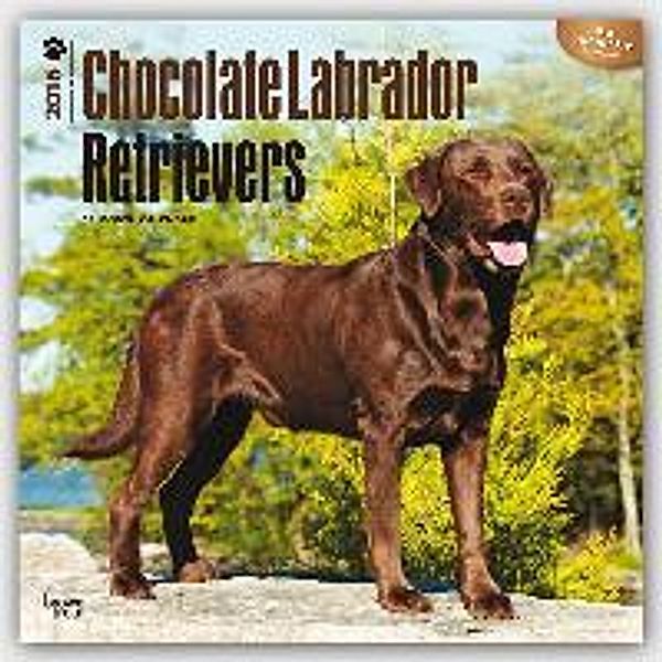 Chocolate Labrador Retrievers 2016