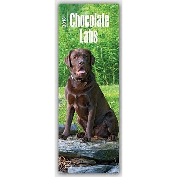 Chocolate Labrador Retrievers 2018, BrownTrout Publisher