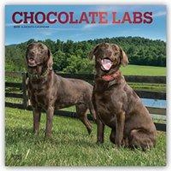 Chocolate Labrador Retrievers - Braune Labradore 2019 - 18-M