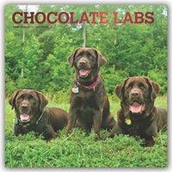 Chocolate Labrador Retrievers - Braune Labradore 2020, BrownTrout Publisher