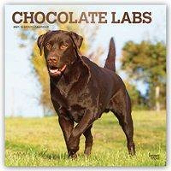 Chocolate Labrador Retrievers - Braune Labradore 2021 - 16-Monatskalender mit freier DogDays-App, Chocolate Labs 2021