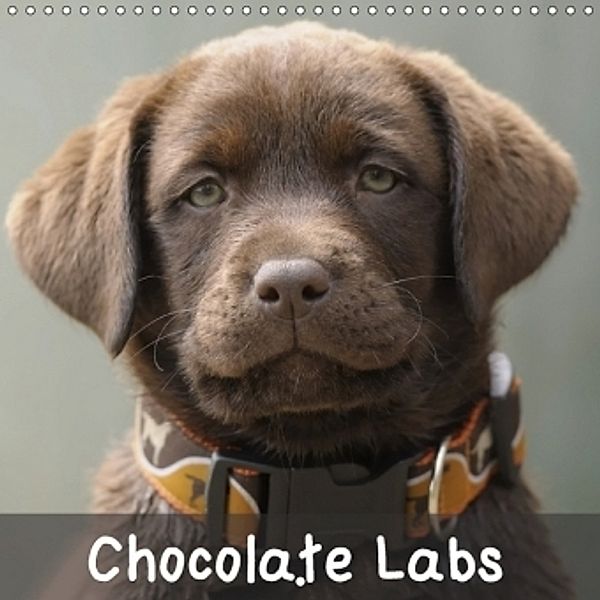 Chocolate Labs (Wall Calendar 2017 300 × 300 mm Square), Peter Faber