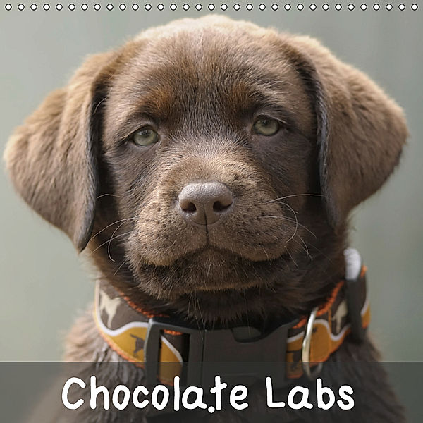 Chocolate Labs (Wall Calendar 2019 300 × 300 mm Square), Peter Faber