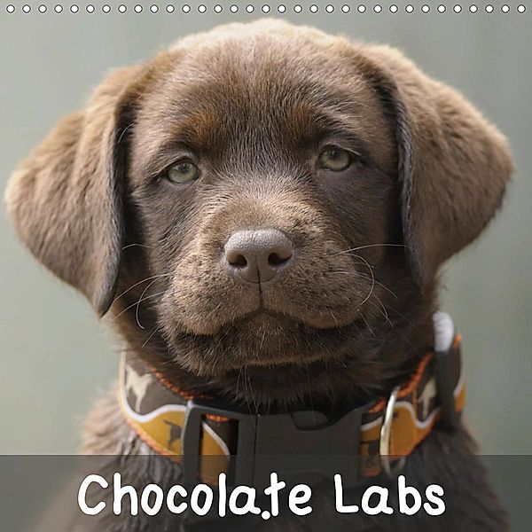 Chocolate Labs (Wall Calendar 2021 300 × 300 mm Square), Peter Faber