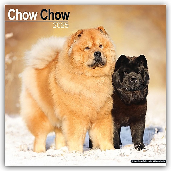 Chow Chow 2025 - 16-Monatskalender, Avonside Publishing Ltd