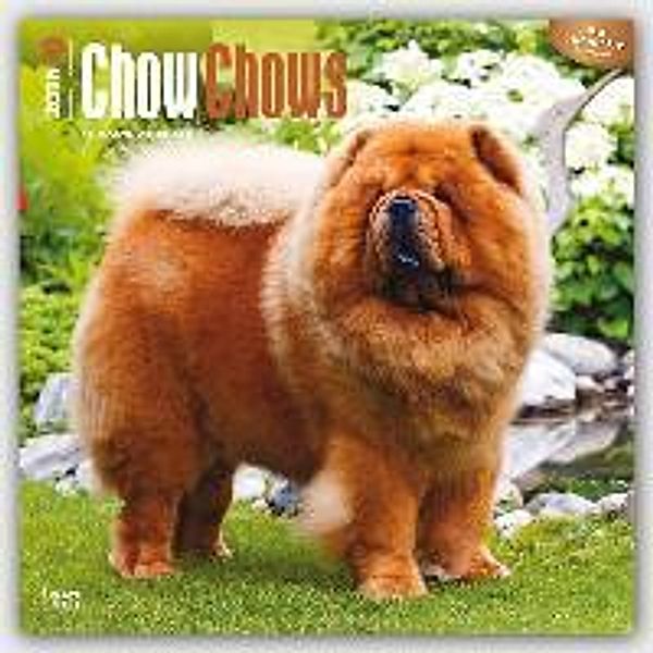 Chow Chows 2016