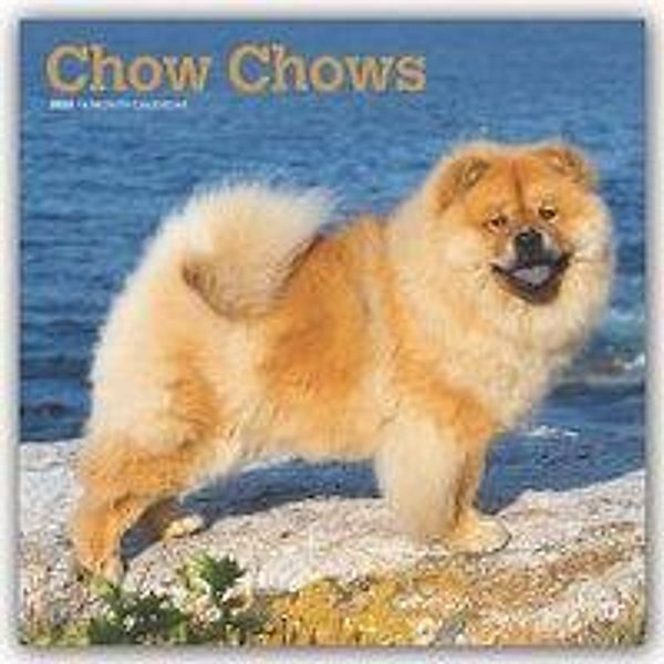 Chow Chows 2020, BrownTrout Publisher