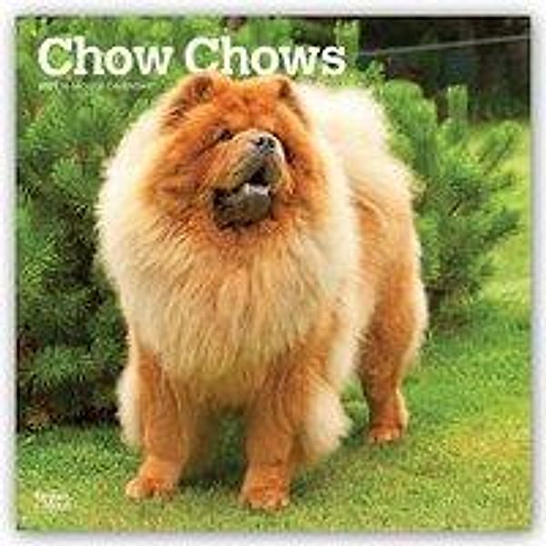 Chow Chows 2021 - 16-Monatskalender mit freier DogDays-App, BrownTrout Publisher