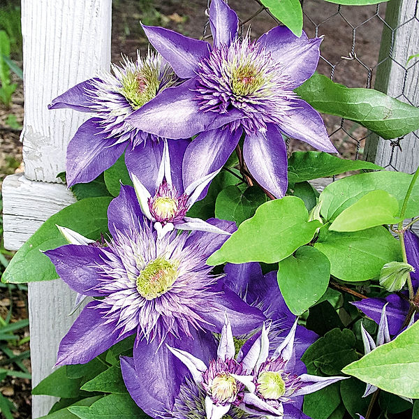 Clematis Multi Blue, im ca. 17 cm-Topf