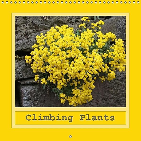 Climbing Plants (Wall Calendar 2017 300 × 300 mm Square), Angelika Keller