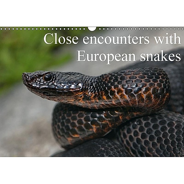Close encounters with European snakes / UK-version (Wall Calendar 2017 DIN A3 Landscape), Stefan Dummermuth