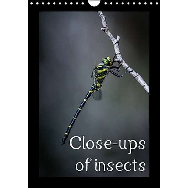 Close-ups of insects (Wall Calendar 2017 DIN A4 Portrait), Guilhem Manzano