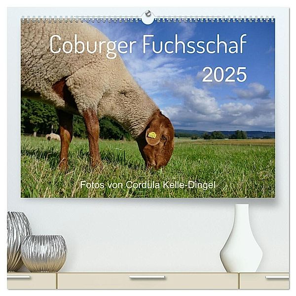 Coburger Fuchsschaf (hochwertiger Premium Wandkalender 2025 DIN A2 quer), Kunstdruck in Hochglanz, Calvendo, Cordula Kelle-Dingel