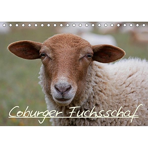 Coburger Fuchsschaf (Tischkalender 2021 DIN A5 quer), Cordula Kelle-Dingel