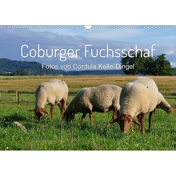 Coburger Fuchsschaf (Wandkalender 2022 DIN A3 quer), Cordula Kelle-Dingel