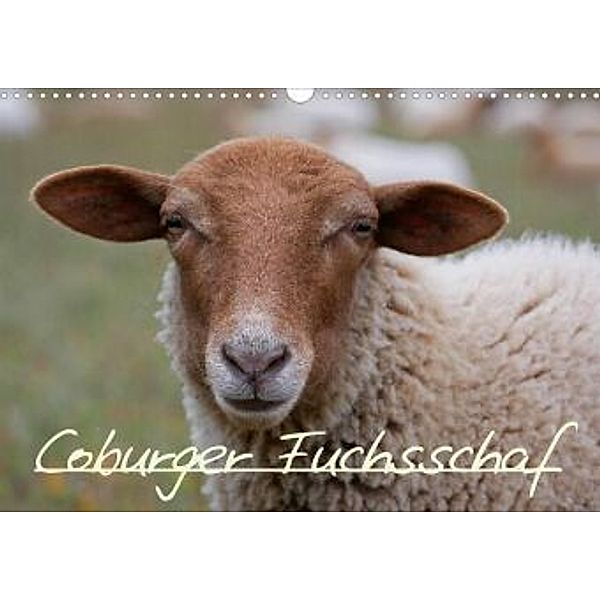 Coburger Fuchsschaf (Wandkalender 2022 DIN A3 quer), Cordula Kelle-Dingel