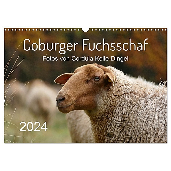 Coburger Fuchsschaf (Wandkalender 2024 DIN A3 quer), CALVENDO Monatskalender, Cordula Kelle-Dingel