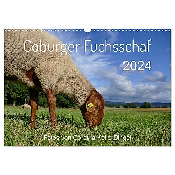 Coburger Fuchsschaf (Wandkalender 2024 DIN A3 quer), CALVENDO Monatskalender, Cordula Kelle-Dingel