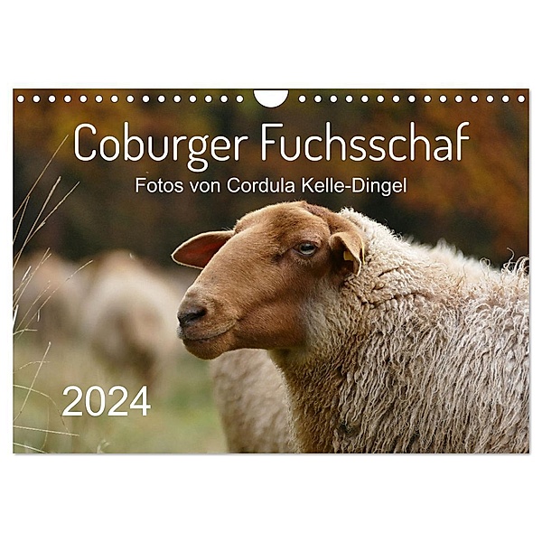 Coburger Fuchsschaf (Wandkalender 2024 DIN A4 quer), CALVENDO Monatskalender, Cordula Kelle-Dingel