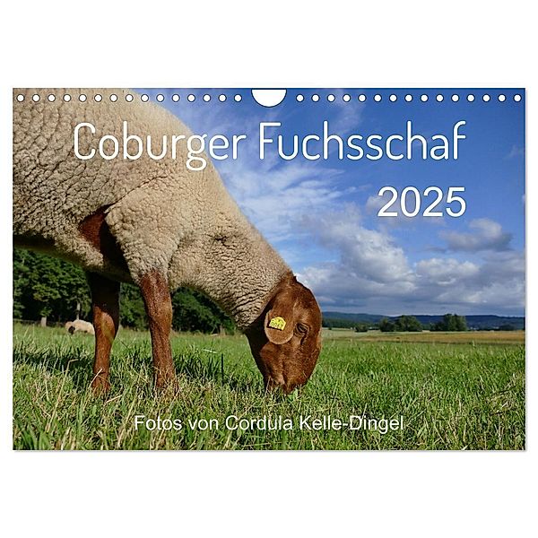 Coburger Fuchsschaf (Wandkalender 2025 DIN A4 quer), CALVENDO Monatskalender, Calvendo, Cordula Kelle-Dingel