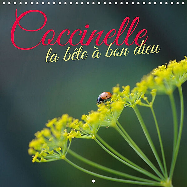 Coccinelle la bête à bon dieu (Calendrier mural 2023 300 × 300 mm Square), Jérôme Aupeix