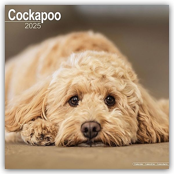 Cockapoo - Cockapoos 2025 - 16-Monatskalender, Avonside Publishing Ltd