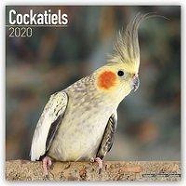 Cockatiels 2020, Avonside Publishing