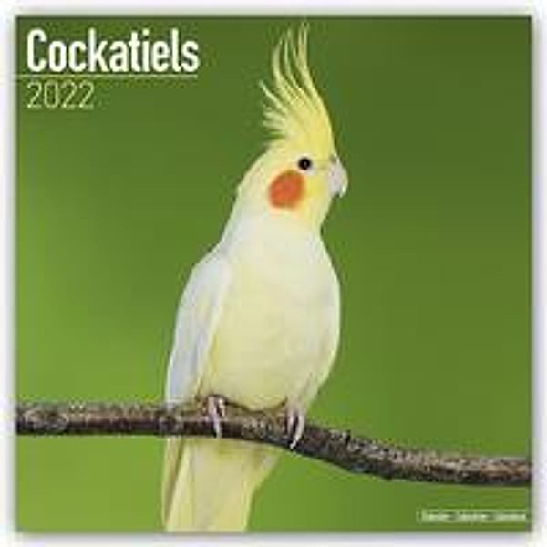 Cockatiels - Nymphensittiche 2022 - 16-Monatskalender, Avonside Publishing Ltd