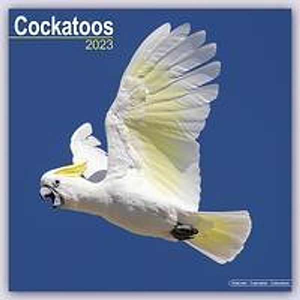 Cockatoos - Kakadus 2023 - 16-Monatskalender, Avonside Publishing Ltd