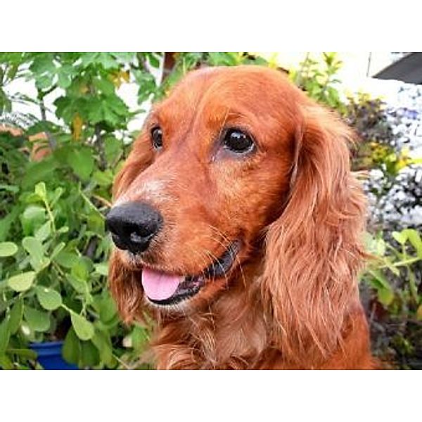 Cocker Spaniel - 1.000 Teile (Puzzle)