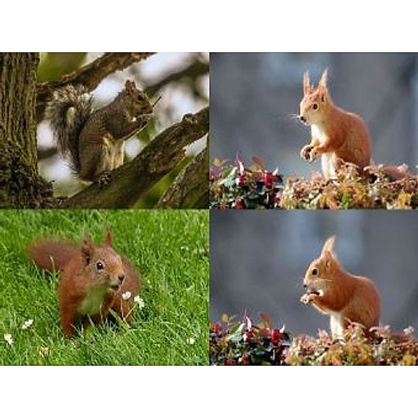 Collage Eichhörnchen - 1.000 Teile (Puzzle)