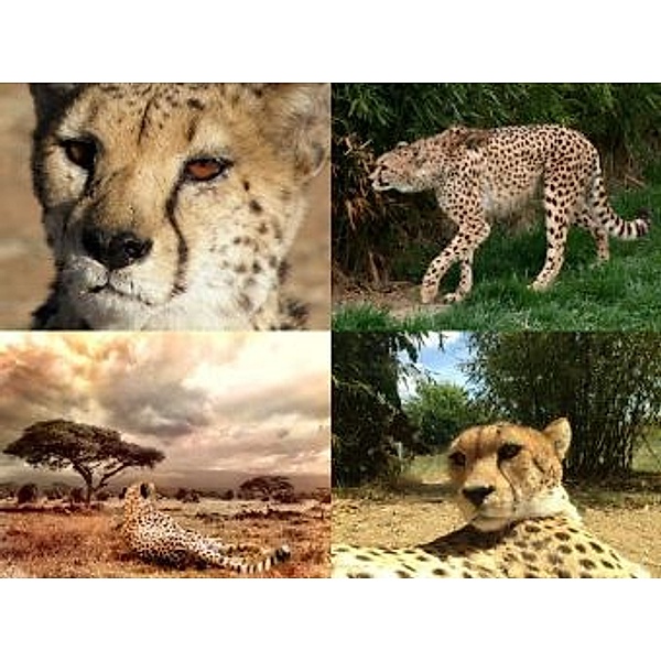 Collage Gepard - 1.000 Teile (Puzzle)