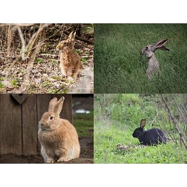 Collage Hase - 1.000 Teile (Puzzle)