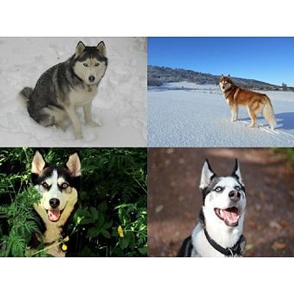 Collage Husky - 1.000 Teile (Puzzle)