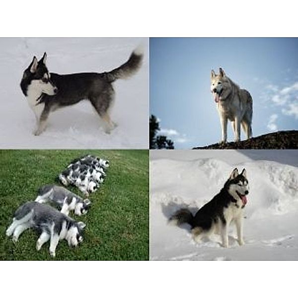 Collage Husky - 1.000 Teile (Puzzle)