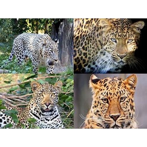 Collage Leopard - 500 Teile (Puzzle)