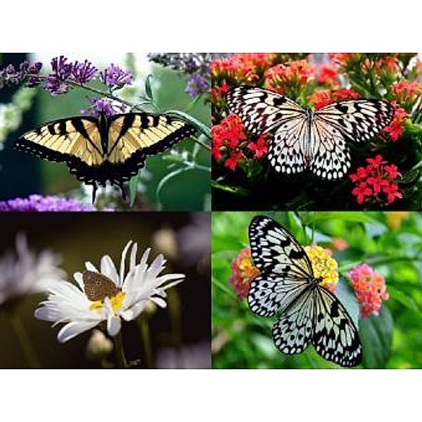 Collage Schmetterling - 2.000 Teile (Puzzle)